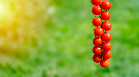Close up of harvest of cherry tomatoes in garden  in sunny summer dayの写真素材