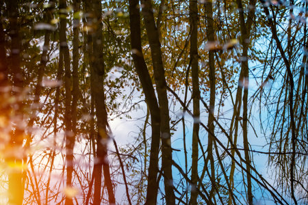 reflection of the autumn forest in a puddleの写真素材