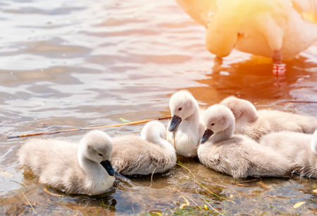 little cygnets on the lake during the dayの写真素材