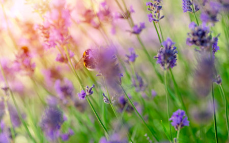 closeup of bumblebee on lavender flower on sunny summer day Summer flowers. Summertime High quality photoの写真素材