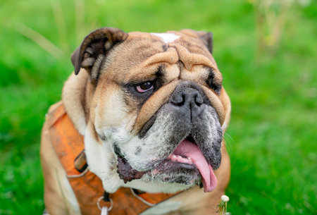 Funny beautiful classic Red English British Bulldog Dog out for a walk looking up sitting in the grass in forest on sunny day at sunsetの写真素材