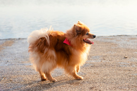 Red Spitz Pomeranian walking on the lake shoreの写真素材