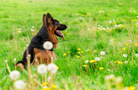 German shepherd dog in harness out for a walk lying, running, walking on the grass in sunny summer dayの写真素材