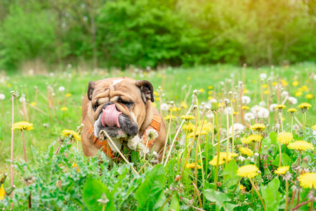 Funny beautiful classic Red English British Bulldog Dog out for a walk looking up sitting in the grass in forest on sunny day at sunsetの写真素材