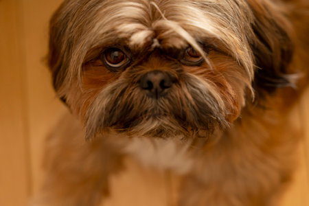 shih tzu dog at home. Free and happy time with pets at home conceptの写真素材
