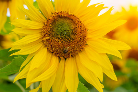 Bee on sunfloewr. Blooming, Sunflower oil improves skin health and promote cell regeneration. Organic and natural flower background.の写真素材
