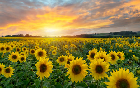 Cloudy sky over a sunflower field in Yorkshire at sunset in summer Organic and natural flower background..Category Plants and Flowersの写真素材