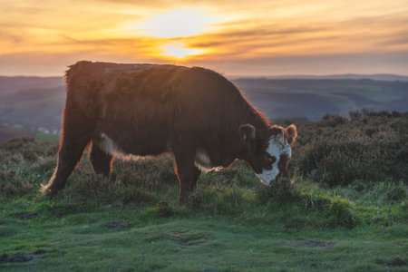 Freerange cow in a pasture grazing on green meadow in The National Park Peak District in Englandの写真素材