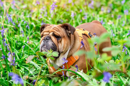 Red English British Bulldog Dog looking up, licking out its tongue and sitting in the bluebells on spring hot sunny dayの写真素材