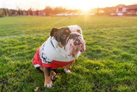 Black tri-color funny sad English British Bulldog Dog out for a walk looking up sitting in the grass in forest on Autumn sunny day at sunsetの写真素材
