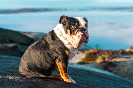 Black tri-color English British Bulldog Dog in harness out for a walk sitting on top of mountains against blue sky and amazing view with copy spaceの写真素材