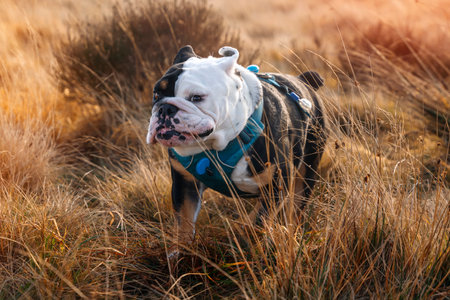 english bulldog in harness running on dry grass on autumn dayの写真素材