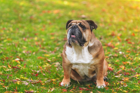 classic Red English British Bulldog Dog sitting on grass on autumn sunny dayの写真素材