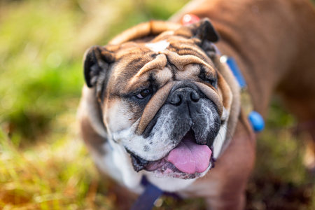 English Bulldog Dog on grass looking away on sunny dayの写真素材