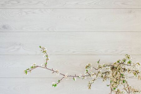 Spring background. Beautiful cherry blossoming branch on white wooden background with copy space, spring white flowers on vintage backdrop, selective focus.の写真素材