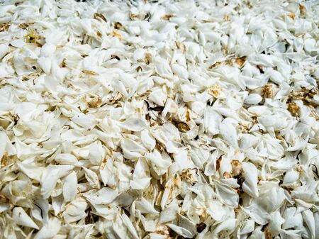 Close up of tree flowers white petals falling on the ground as background with copy space. No harvest due to heavy rains or wind, environment concept, mobile photoの写真素材
