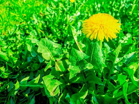 Yellow dandelion flower with green leaves in green grass on spring sunny day as natural background with copy space. Mobile photoの写真素材