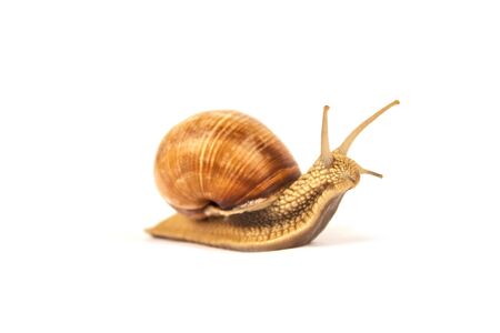 Burgundy snail, Helix pomatia, isolated on white for your creative design, selective focus. Modern beauty and alternative medicine or food concept. Pulmonate gastropod terrestrial molluscの写真素材