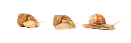 Set with several mooving burgundy snail, Helix pomatia - three snails in different positions...