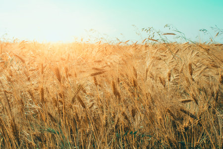 Golden wheat field at sunny day with blue sky as background with copyspace. Rural scenery with...