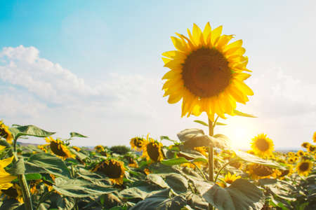 Sunflower field as natural background with copyspace. Beautiful sunflower against blue sky with shiny sun. Agricultural and harvesting conceptの写真素材