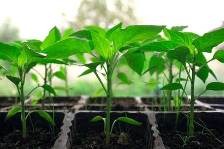 Closeup of seedling of green plants in pots on window sill - bell peppers or other vegetables seedling. Balcony gardening, self-sufficient home and organic homegrown food concept, copyspaceの写真素材