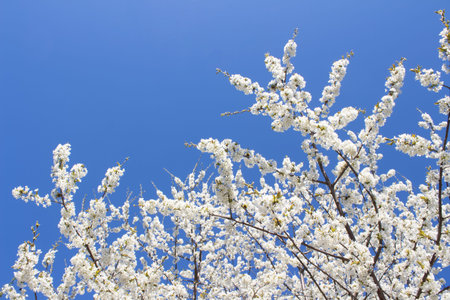 Beautiful composition with cherry blossom tree branch - beautiful white flowers against blue sky...