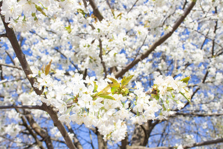 Cherry blossom tree - beautiful white flowers against blue sky background with copy space. Spring...