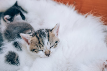Close up view of mother cat nursing her kittens. Cute cats family. Feline health and protection animals concept. Fading kitten syndrome. Selective focusの写真素材
