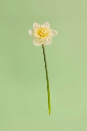 Flying flower narcissus or daffodils against pastel light green background with copy space. Levitating spring flower. Minimal style floral greeting card, trendy vertical composition, floral designの写真素材