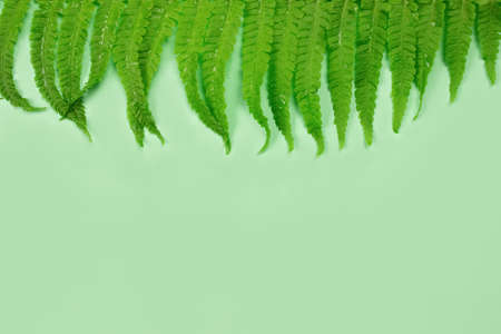 Natural background with green fresh fern or bracken plant leaves with water drops, copy space. Selective focus. Foliage backdropの写真素材