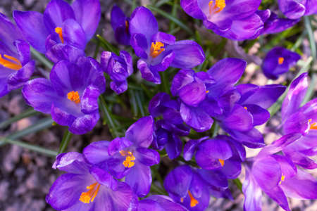 Close up view of flowering purple crocuses as trendy background. Early spring flowers. Crocus sativus. Color of the year 2022 concept. Selective focusの写真素材