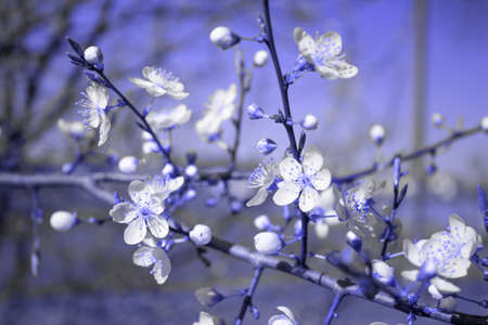 Toned image of cherry blossom tree, beautiful white flowers against lavender or lilac sky background with copy space. Spring season and allergy concept , selective focus. Color of the year conceptの写真素材