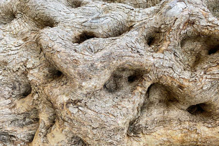 Natural olive tree bark as textured background. Mediterranean organic olive trees garden or field. Copy space. Selective focusの写真素材
