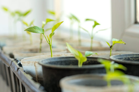 Closeup view of bell pepper seedlings in plastic pots on window sill under sun light. Growing young green tomatoes plants at home. Homegrown products. Balcony gardening. Selective focusの写真素材