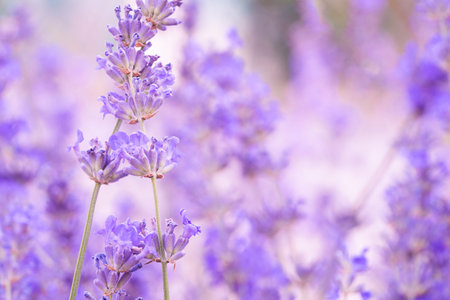 Closeup view of lavender flowers against blurred lavender field as background with copy space for...