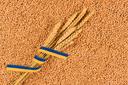 Ears of wheat with Ukrainian flag ribbon over grain as background with copy space. Global and European food crisis. World wheat grainand bread crisis. Delivery problemsの写真素材