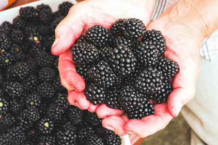 Senior farmer woman holding freshly picked blackberry in her hands. Healthy eating and dieting...