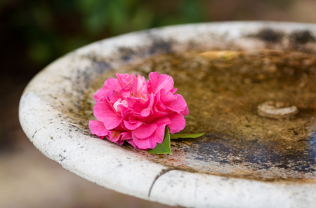 Rotten pink camellia in birds bath, fountain, closeupの写真素材