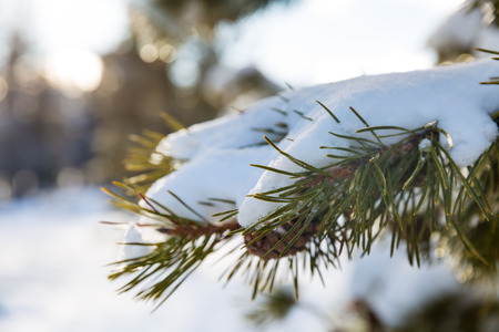 A pine branch covered with white snow, close upの写真素材