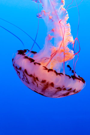Orange jelly fish floats on a dark blue background