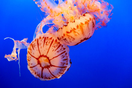 Two Orange jelly fish floating on a  dark blue background