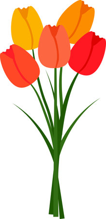 Flat style illustration with bouquet of tulip flowers drawing for holiday greeting card on transparent backgroundのイラスト素材