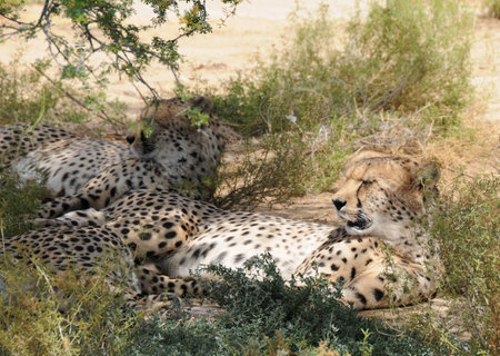 Wild relaxed heetah under trees in South Africaの写真素材