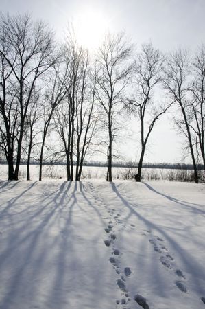 Two human footstep on snow with silhouette of trees on backgroundの写真素材