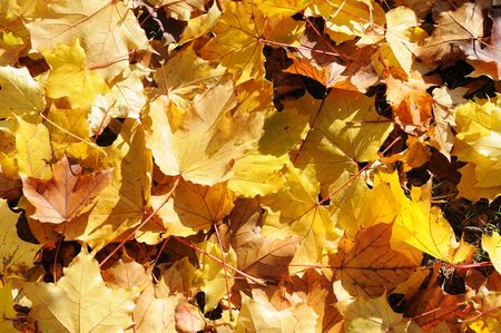 Background with yellow and orange autumn maple leavesの写真素材