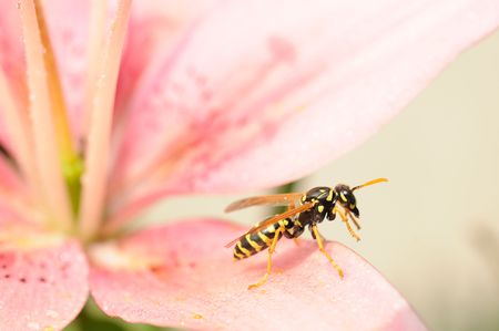 Close-up wasp on wet pink lily flower is ready to fly. Shallow depth of field and focus on wasp.の写真素材