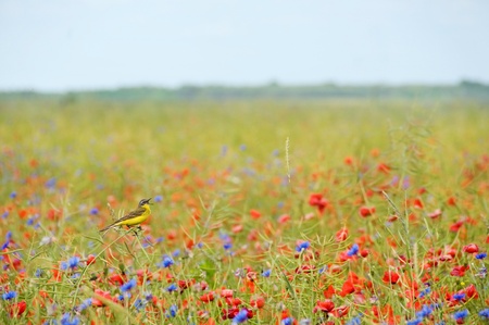 Small singing bird wagtail in wild cornflowers and poppiesの写真素材