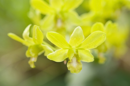 Selection beautiful orchid on blur background. Selective focus. の写真素材