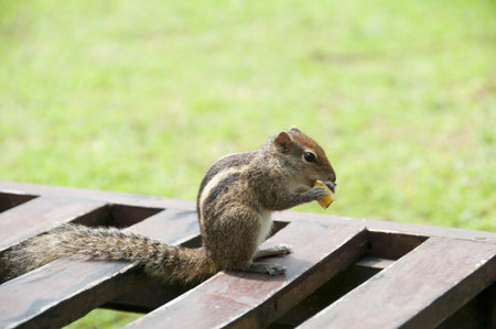 a chipmunk gnawing on fruit. Selective focus eyes, shallow depth of fieldsの写真素材